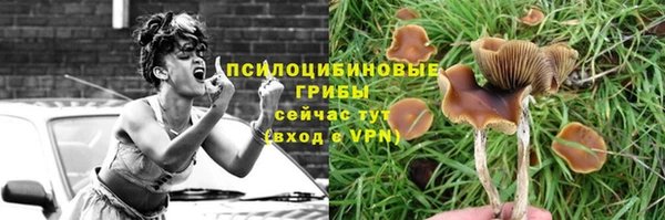 прущие грибы Костерёво